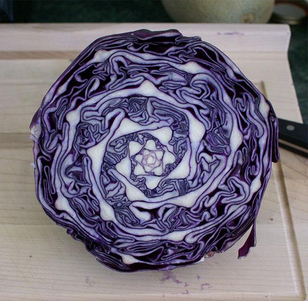 fibonacci sequence cabbage