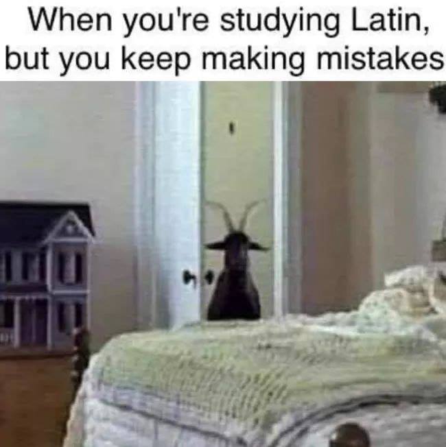 cursed image goat bedroom - When you're studying Latin, but you keep making mistakes