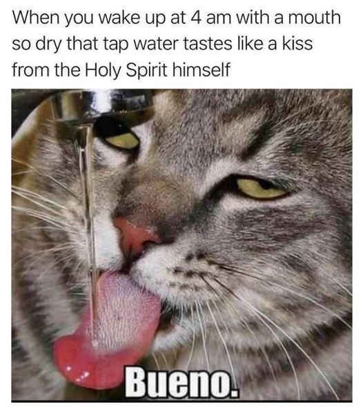 bueno cat meme - When you wake up at 4 am with a mouth so dry that tap water tastes a kiss from the Holy Spirit himself Bueno.