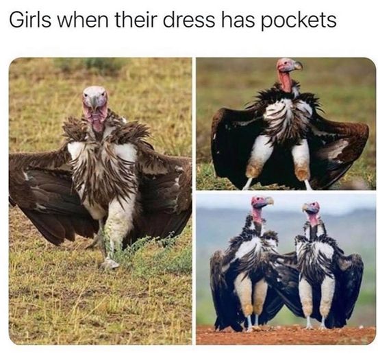 evening funny memes - Girls when their dress has pockets