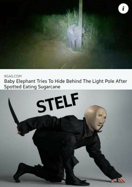 meme man stealth - N. 9GAG.Com Baby Elephant Tries To Hide Behind The Light Pole After Spotted Eating Sugarcane Stelf