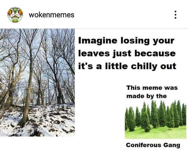 funny memes - wokenmemes Imagine losing your leaves just because it's a little chilly out This meme was made by the Coniferous Gang