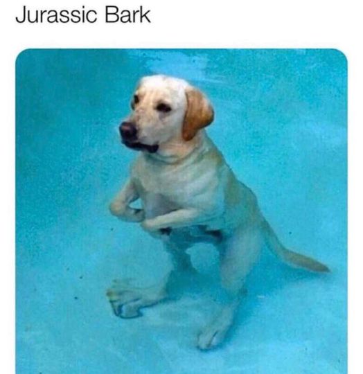 jurassic bark - Jurassic Bark