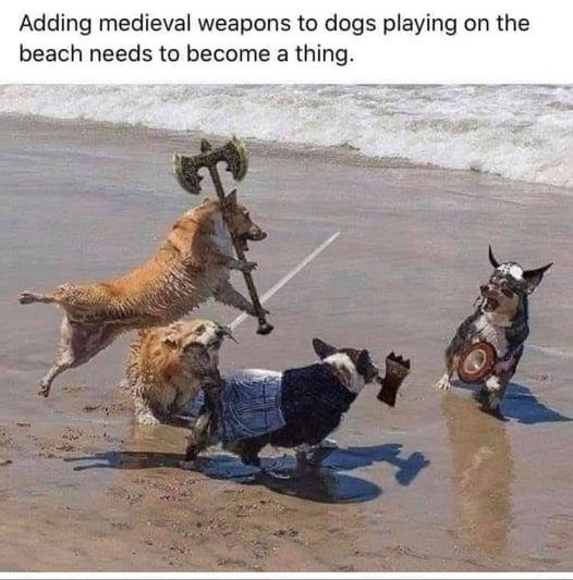 adding medieval weapons to dogs playing - Adding medieval weapons to dogs playing on the beach needs to become a thing.
