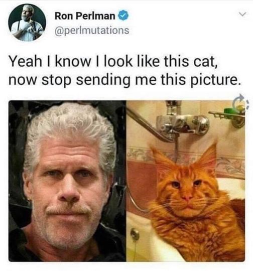 know i look like this cat - Ron Perlman Yeah I know I look this cat, now stop sending me this picture.