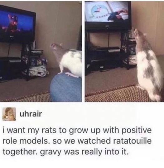 they re watching ratatouille - uhrair i want my rats to grow up with positive role models. so we watched ratatouille together. gravy was really into it.