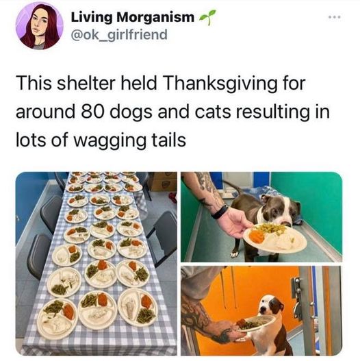 meal - Living Morganismo This shelter held Thanksgiving for around 80 dogs and cats resulting in lots of wagging tails ce