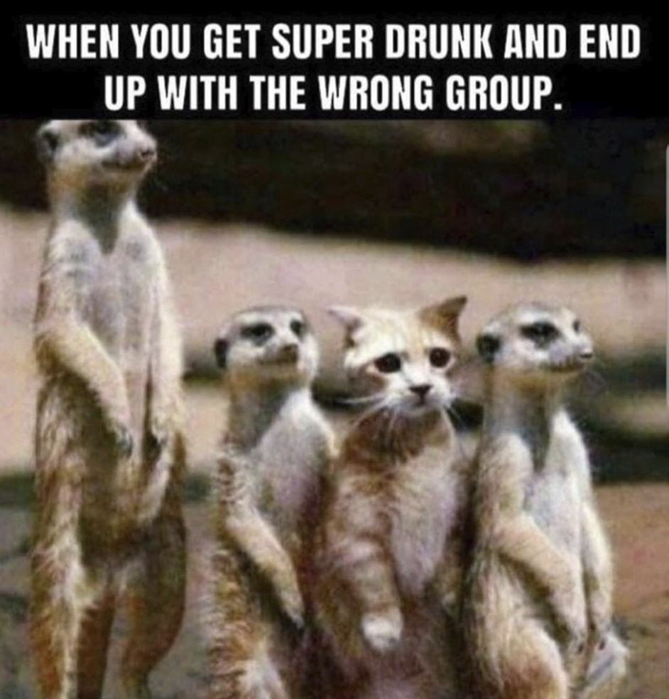 mere cat - When You Get Super Drunk And End Up With The Wrong Group.