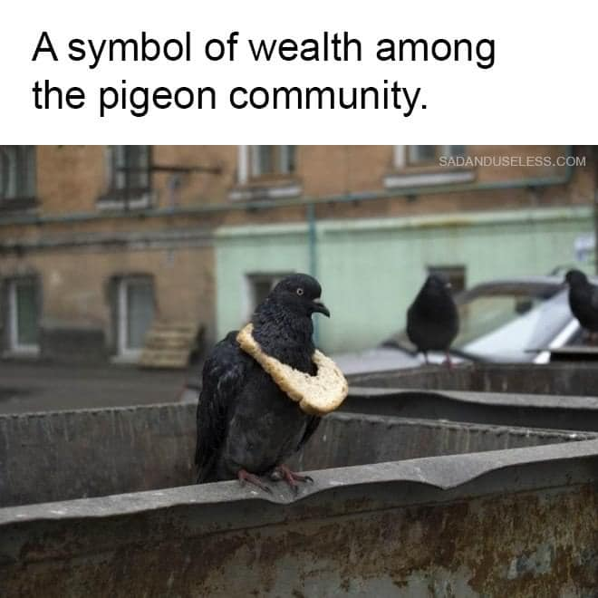 pigeon bread meme - A symbol of wealth among the pigeon community. Sadanduseless.Com