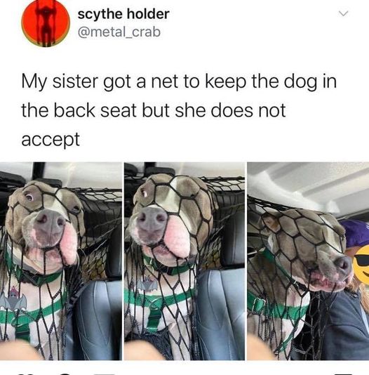 my sister got a net to keep - scythe holder My sister got a net to keep the dog in the back seat but she does not accept M