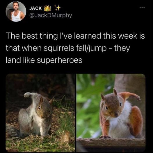 fauna - Jack The best thing I've learned this week is that when squirrels falljump they land superheroes