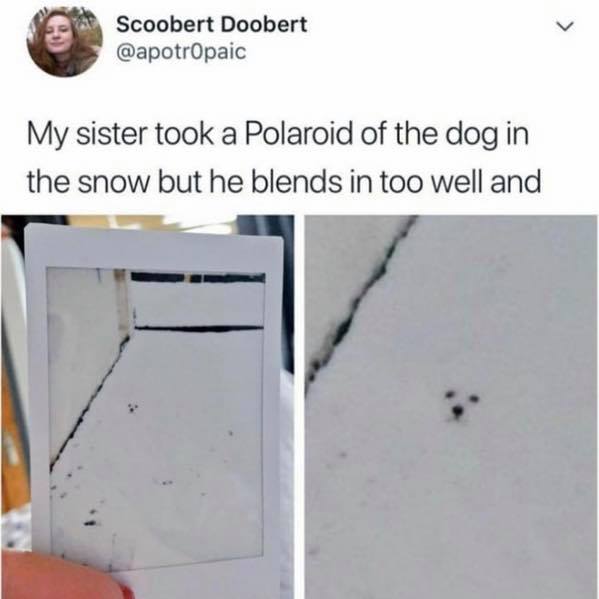 scoobert doobert meme - Scoobert Doobert My sister took a Polaroid of the dog in the snow but he blends in too well and