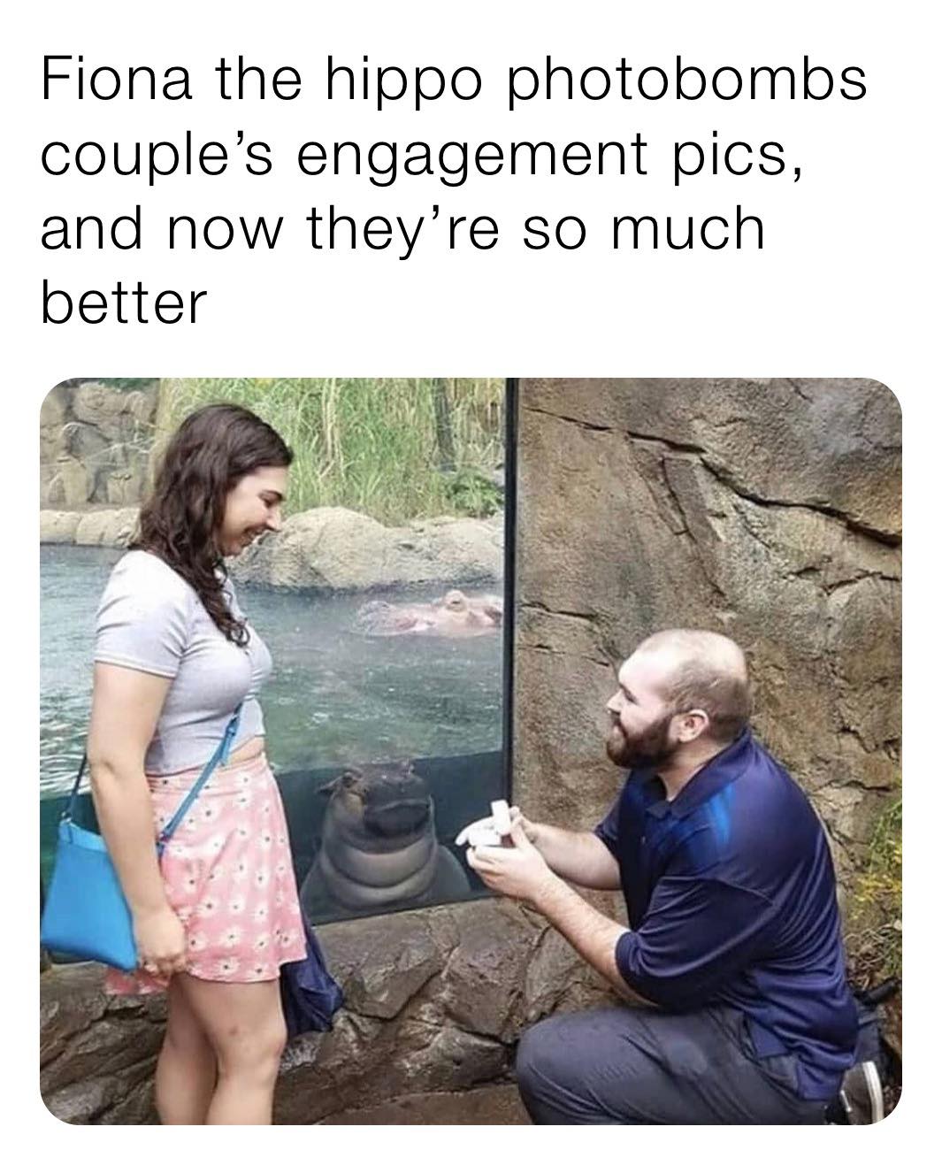 fiona the hippo proposal - Fiona the hippo photobombs couple's engagement pics, and now they're so much better