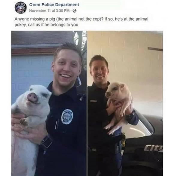 orem police pig - Fdmr Orem Police Department November 11 at Anyone missing a pig the animal not the cop? If so, he's at the animal pokey, call us if he belongs to you.