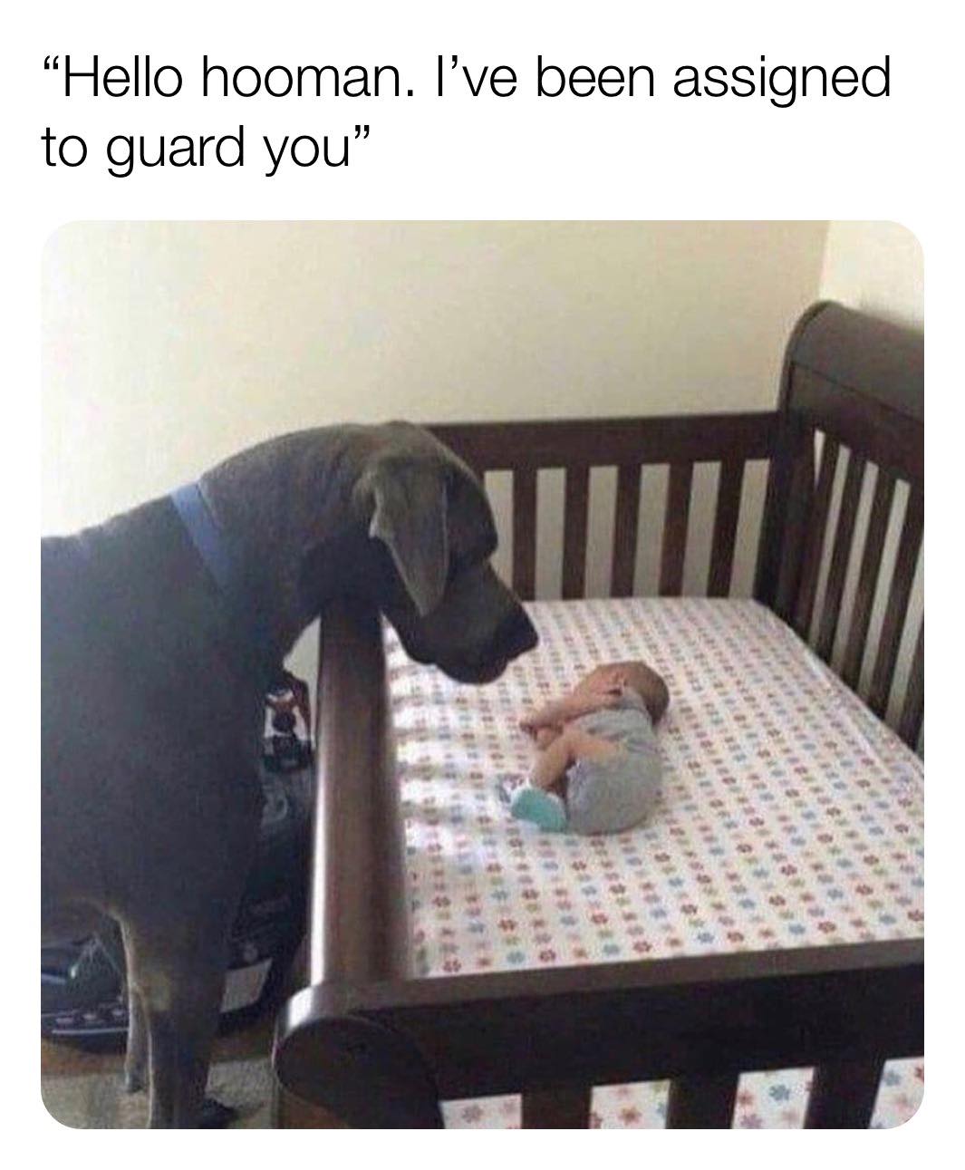 hello hooman i ve been assigned to guard you - "Hello hooman. I've been assigned to guard you"