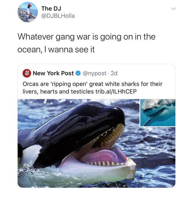 Whatever Gang - The Dj Holla Whatever gang war is going on in the ocean, I wanna see it Afw New York Post . 2d Orcas are 'ripping open' great white sharks for their livers, hearts and testicles trib.alILHhCEP