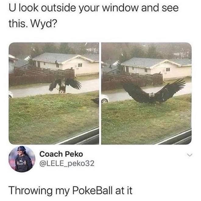 pokeball meme - U look outside your window and see this. Wyd? Coach Peko Throwing my PokeBall at it