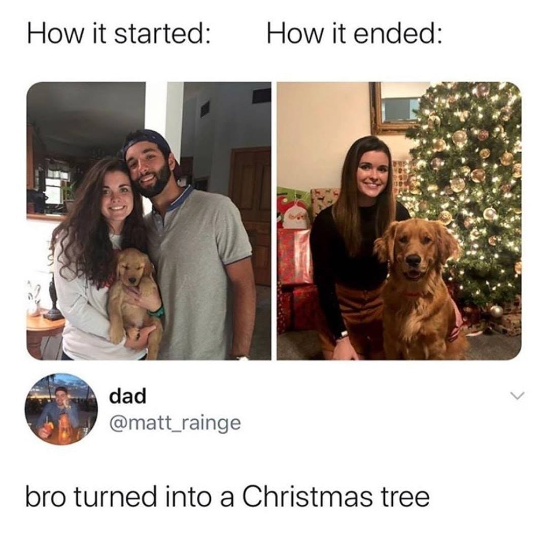 started how it ended dog meme - How it started How it ended dad bro turned into a Christmas tree
