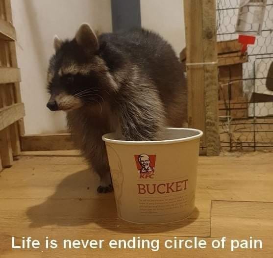 raccoon - Bucket Life is never ending circle of pain