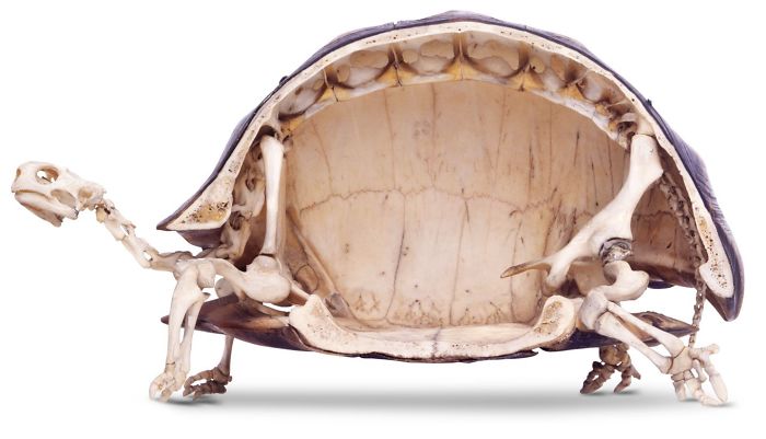 rare photos - turtle skeleton