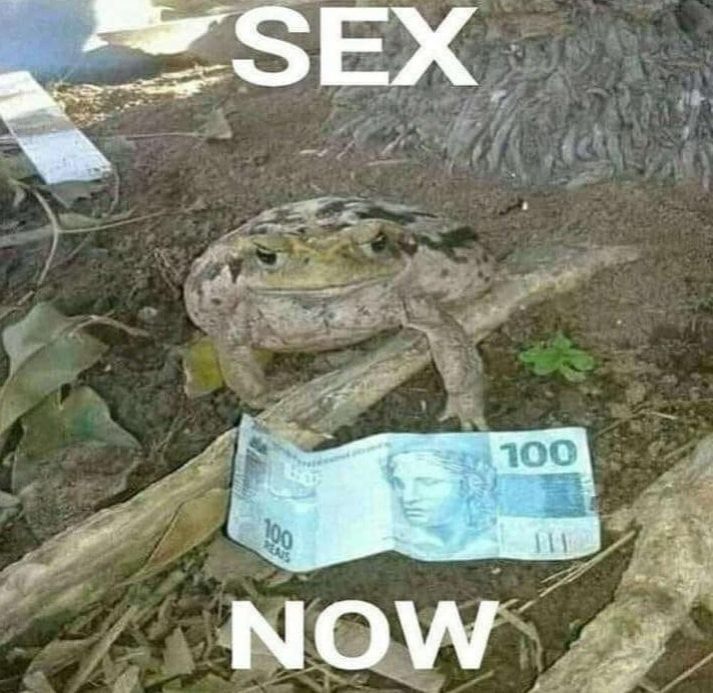 frog sex now meme - Sex 100 100 Now