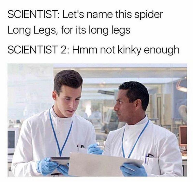 daddy long leg meme - Scientist Let's name this spider Long Legs, for its long legs Scientist 2 Hmm not kinky enough