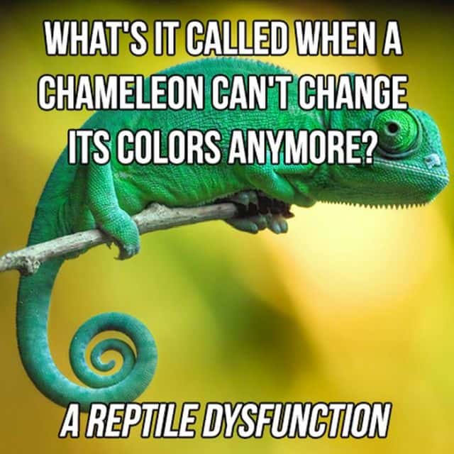 amazon rainforest chameleon - What'S It Called When A Chameleon Can'T Change Its Colors Anymore? A Reptile Dysfunction