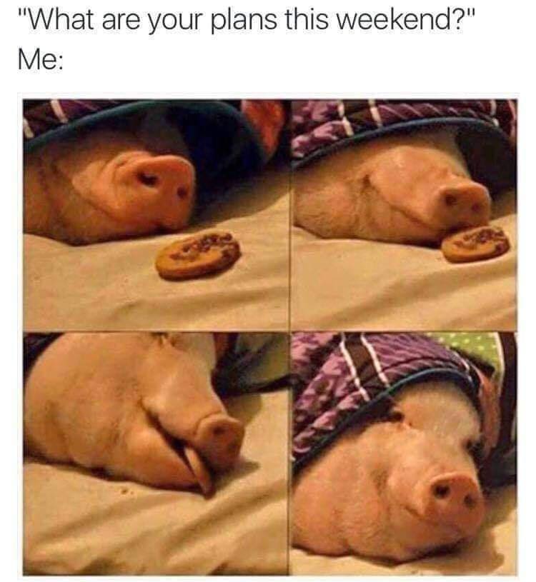 extremely funny memes - "What are your plans this weekend?" Me