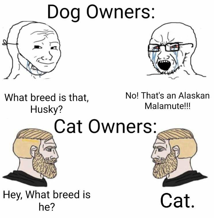 yes chad meme template - Dog Owners What breed is that, No! That's an Alaskan Husky? Malamute!!! Cat Owners ht Hey, What breed is he? Cat.