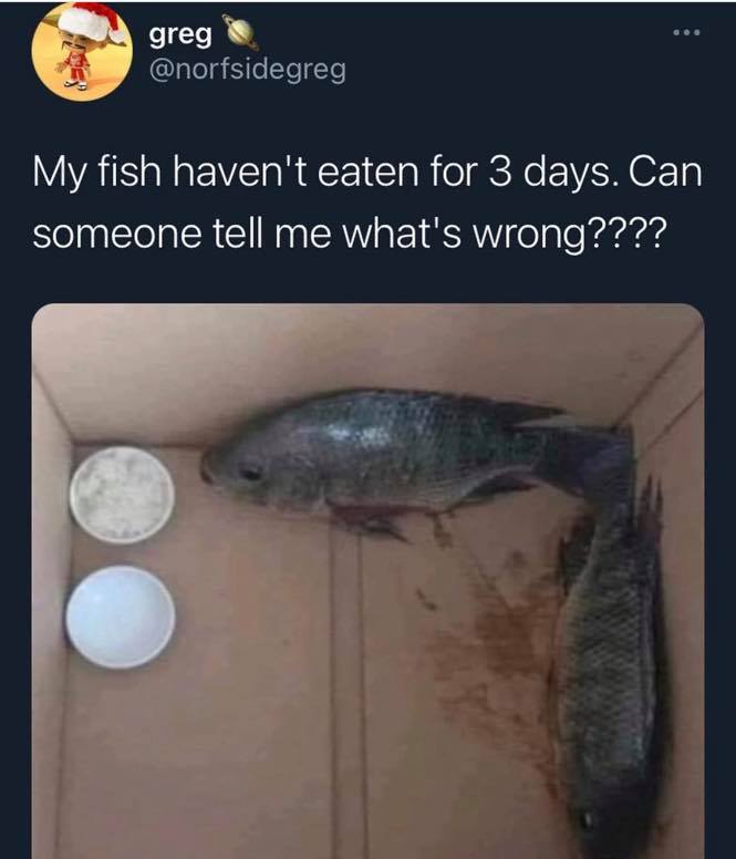 greg My fish haven't eaten for 3 days. Can someone tell me what's wrong????
