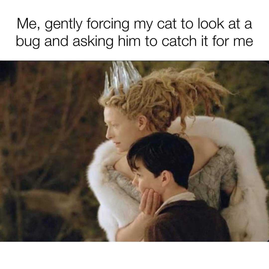 skandar keynes - Me, gently forcing my cat to look at a bug and asking him to catch it for me