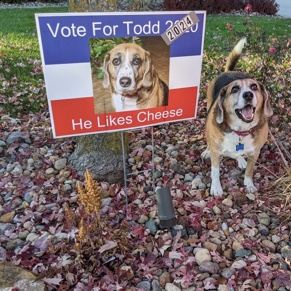 vote for todd 2024 he likes cheese - Vote For Todd 2024 He Cheese