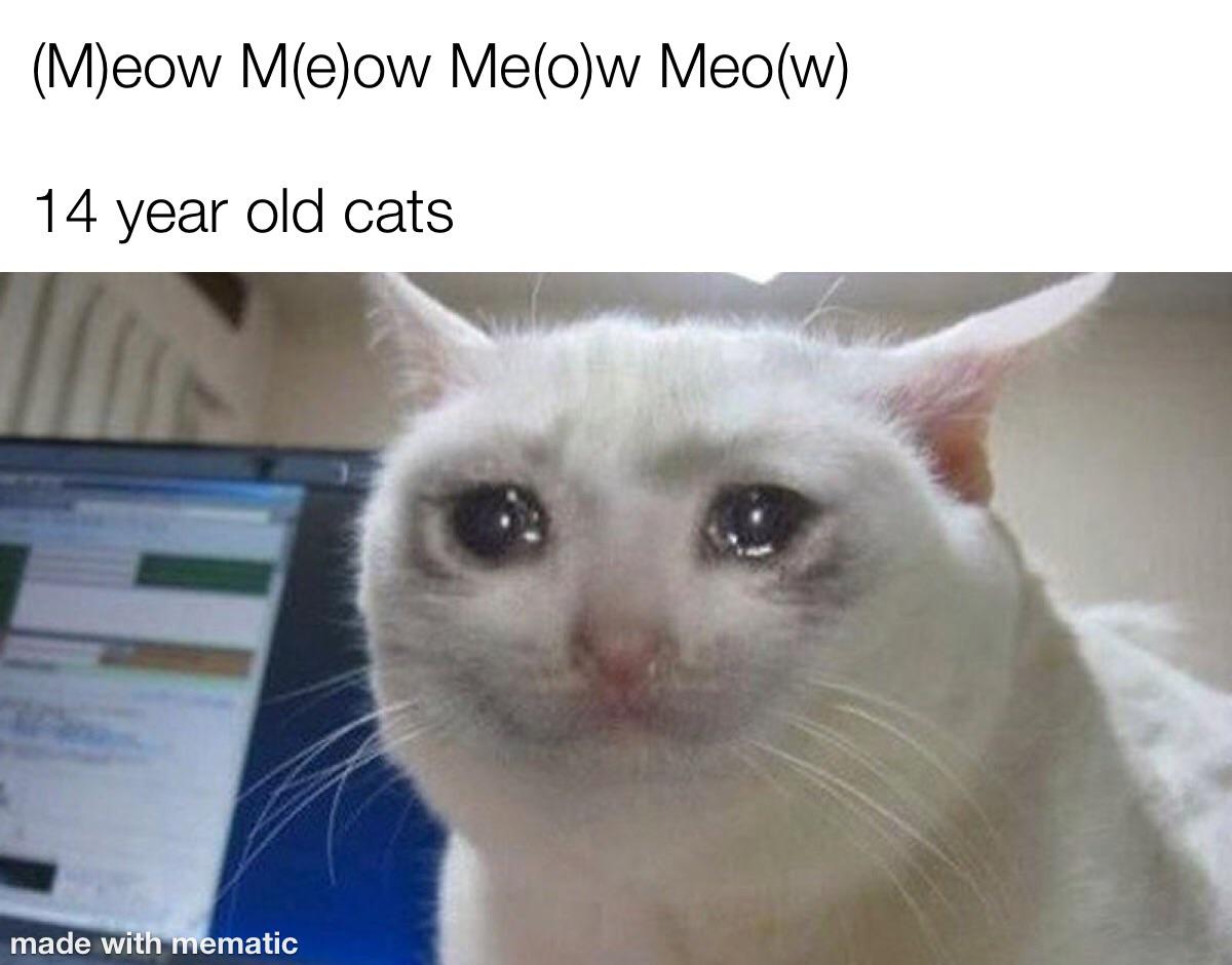 meme je suis triste - Meow Meow Meow Meow 14 year old cats made with mematic