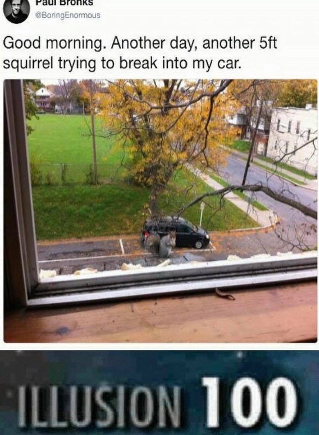 illusion 100 memes - BoringEnomous Good morning. Another day, another 5ft squirrel trying to break into my car. Hea Illusion 100