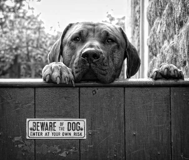 31 Dangerous Dogs Behind ‘Beware Of Dog’ Signs