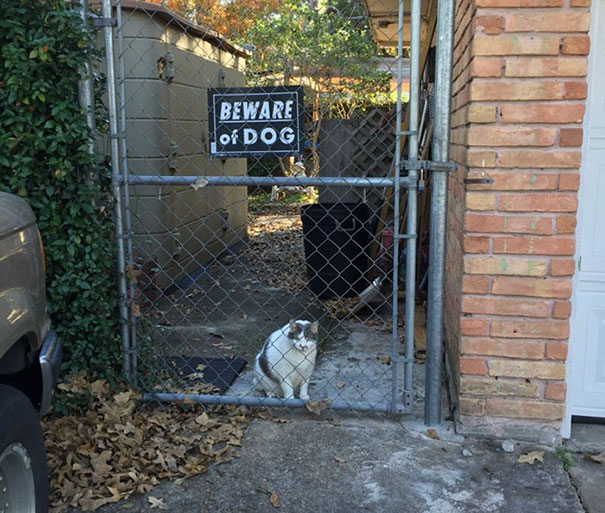 31 Dangerous Dogs Behind ‘Beware Of Dog’ Signs