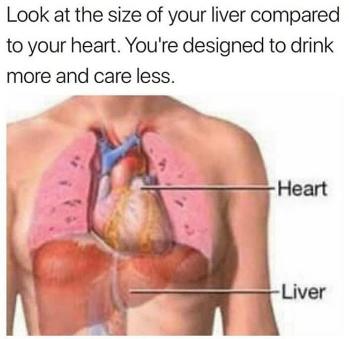 look at the size of your liver compared to your heart - Look at the size of your liver compared to your heart. You're designed to drink more and care less. Heart Liver