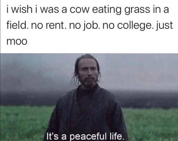 person - i wish i was a cow eating grass in a field. no rent. no job. no college.just moo It's a peaceful life.