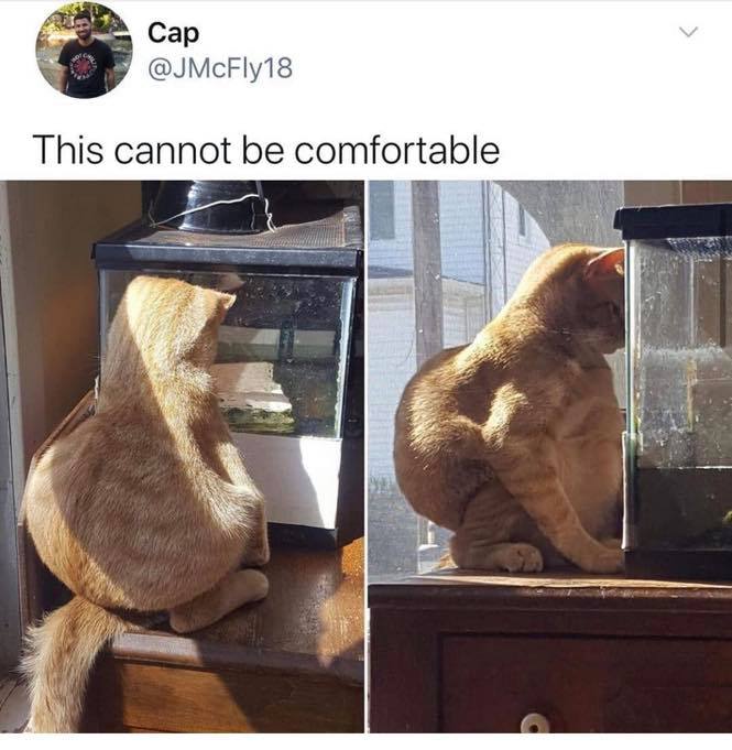 cat this can t be comfortable - Cap This cannot be comfortable