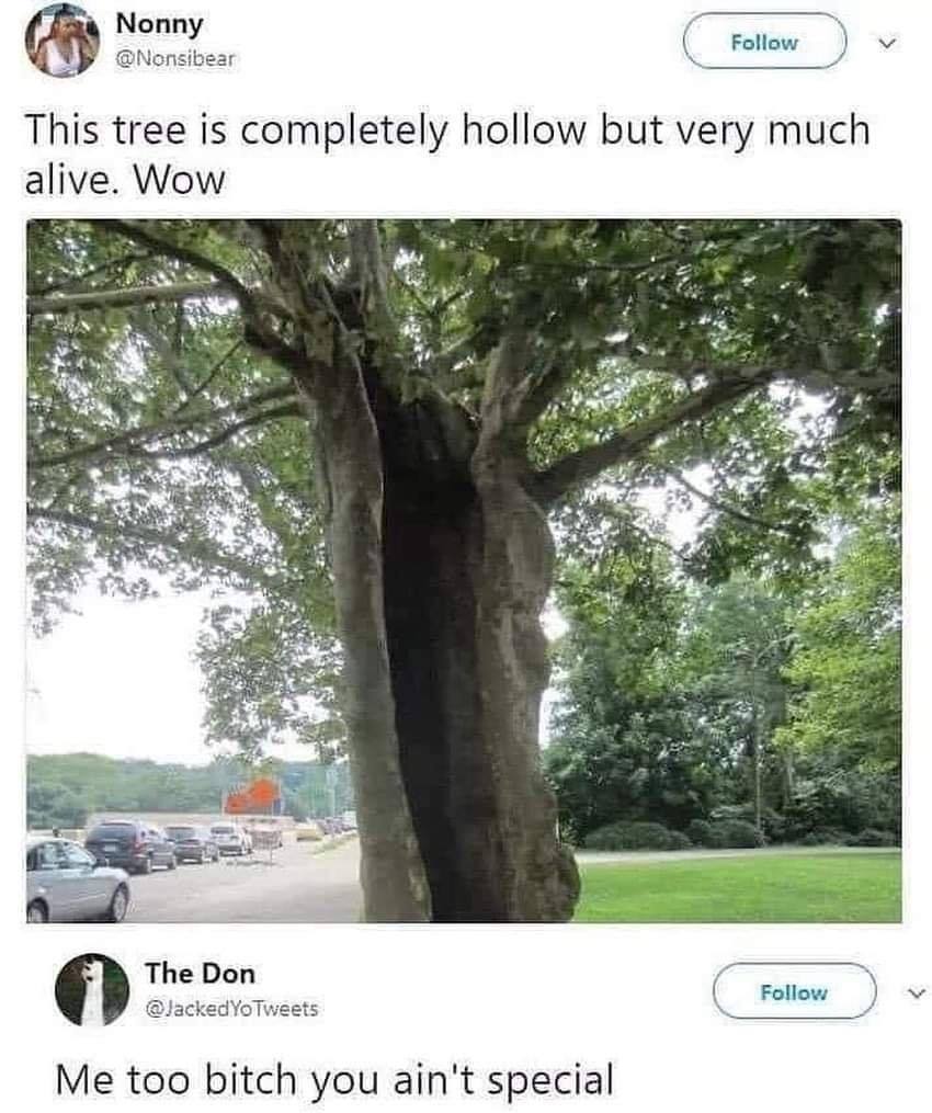 tree is completely hollow but very much alive - Nonny This tree is completely hollow but very much alive. Wow The Don Yo Tweets Me too bitch you ain't special