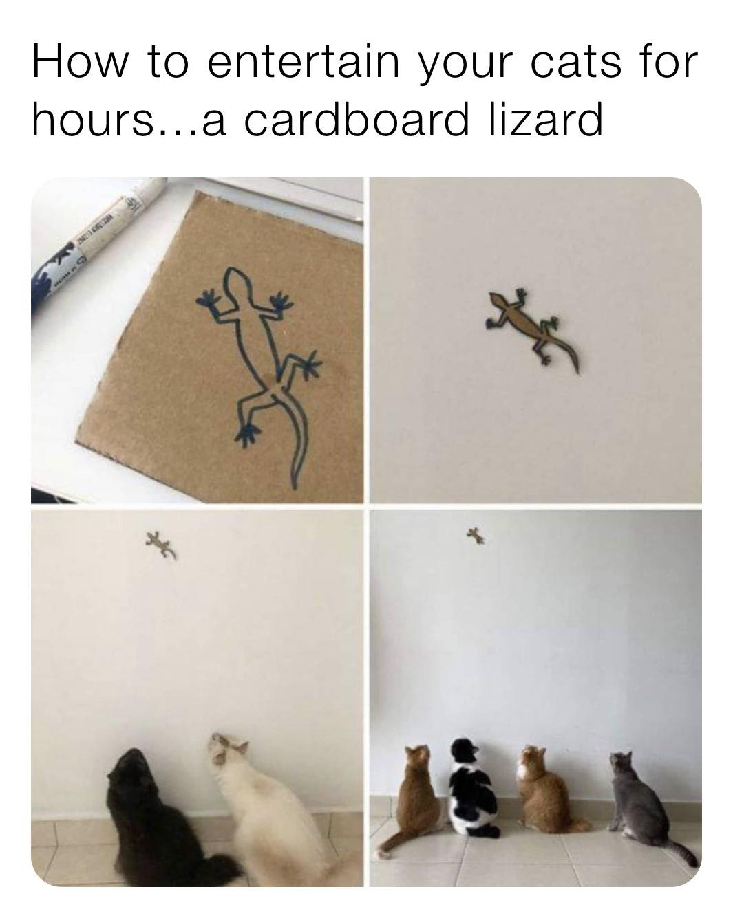 cardboard lizard for cats - How to entertain your cats for hours...a cardboard lizard 2
