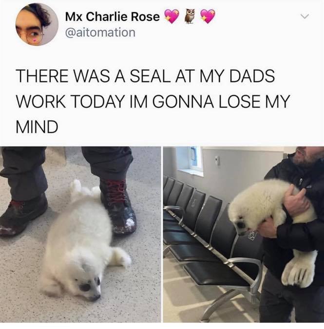 there was a seal at my dad's work today meme - Mx Charlie Rose There Was A Seal At My Dads Work Today Im Gonna Lose My Mind d