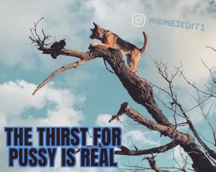 dog stuck on tree - O MEMEJED171 The Thirst For Pussy Is Real