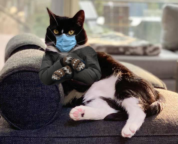 Bernie Sanders photoshopped Cat