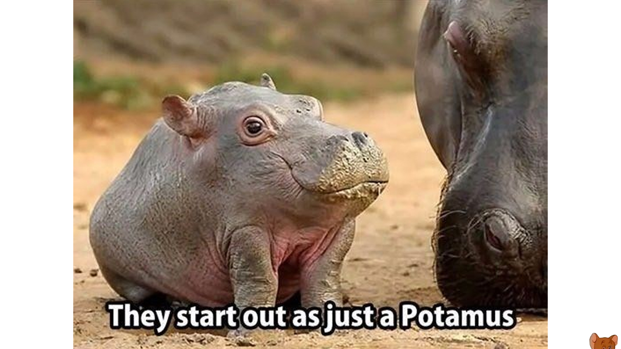 baby hippo without neck - They start out as just a Potamus