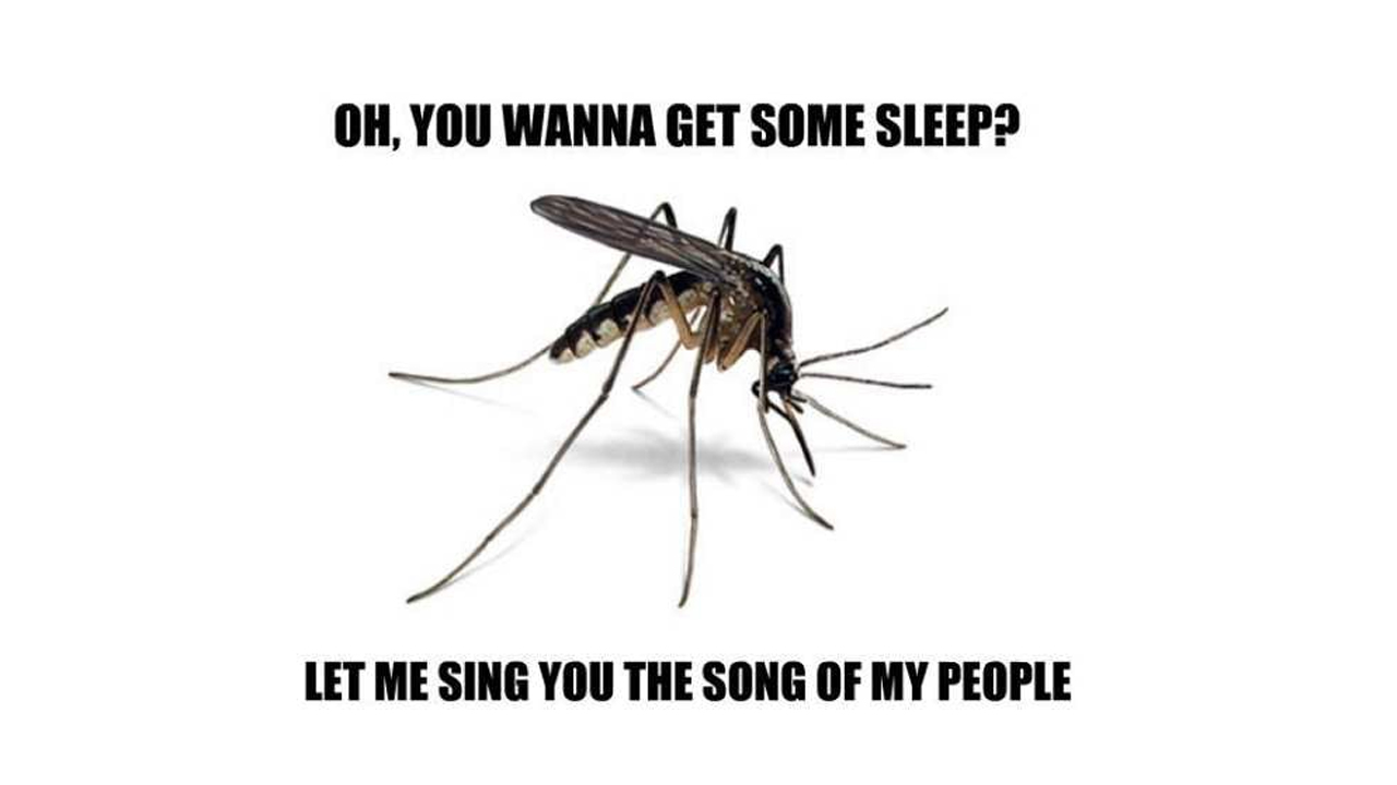 mosquito meme - Oh, You Wanna Get Some Sleep? Let Me Sing You The Song Of My People