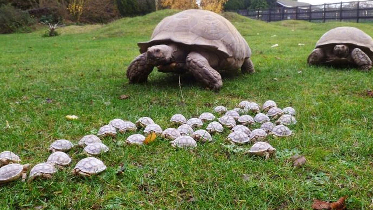 Old Sayings  --  giant tortoise with babies
