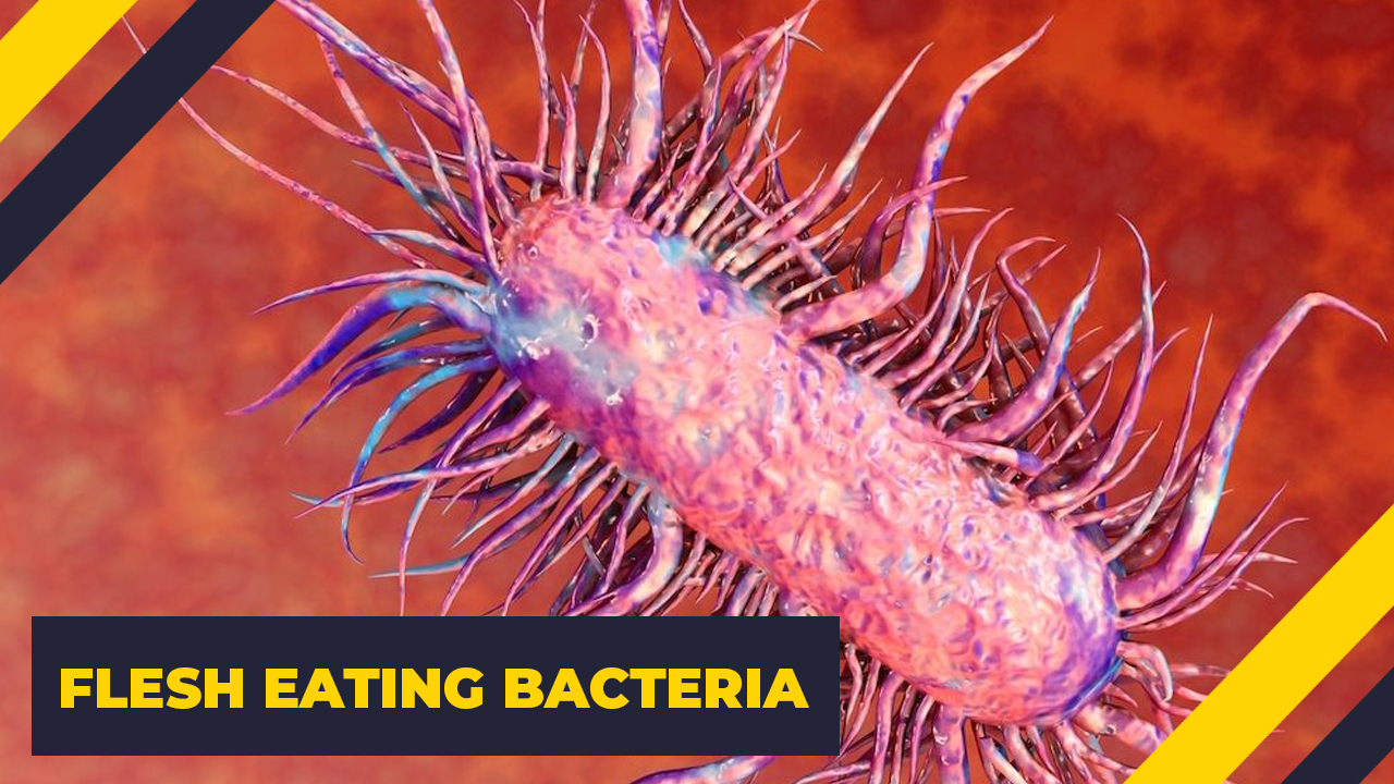 vip seating - Flesh Eating Bacteria
