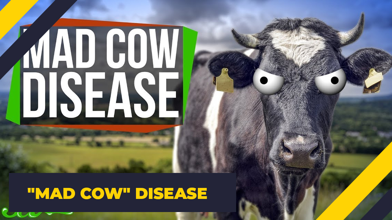 hope no cash no jobs - Mad Cow Disease