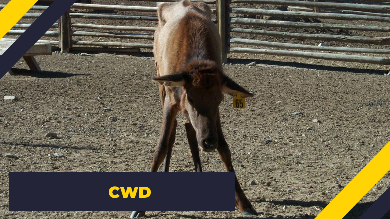 chronic wasting disease deer - 65 Cwd